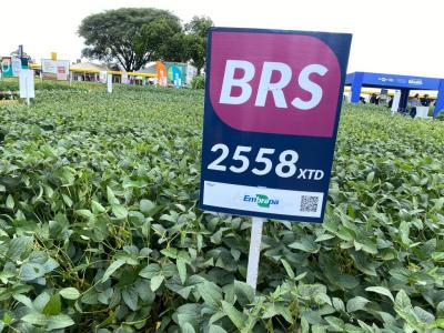 FundaÃ§Ã£o Meridional e Embrapa realizam lanÃ§amento de nova cultivar de soja no Show Rural 
